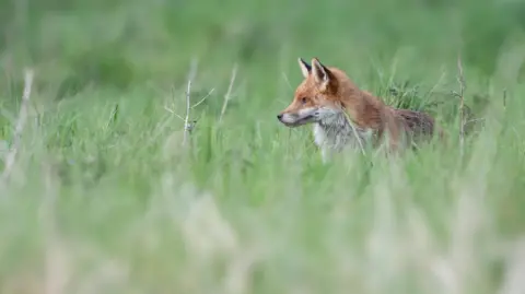 Simon Wantling Fox in the grass