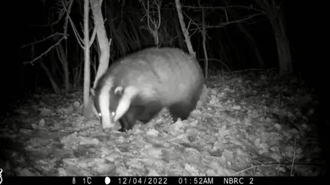 BCN Wildlife Trust A badger on night cam